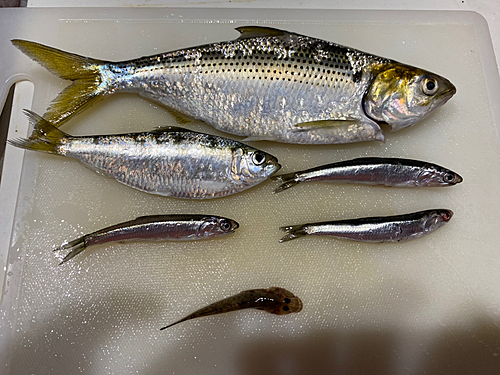 イワシの釣果