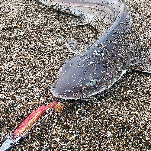 サメの釣果