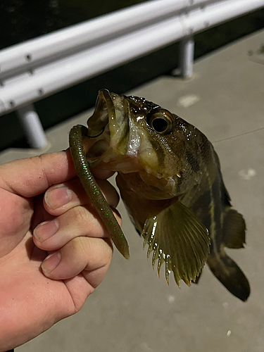 シマソイの釣果