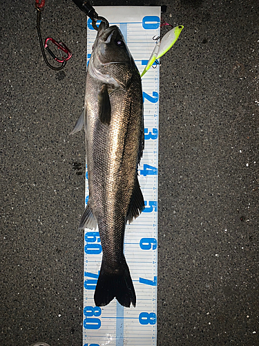 シーバスの釣果