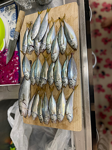 アジの釣果