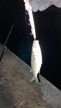 ボラの釣果
