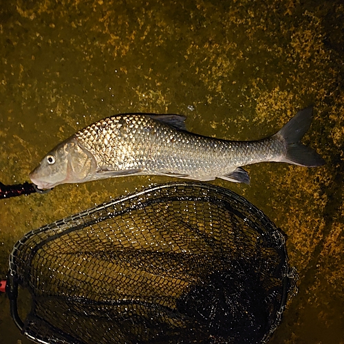 ニゴイの釣果