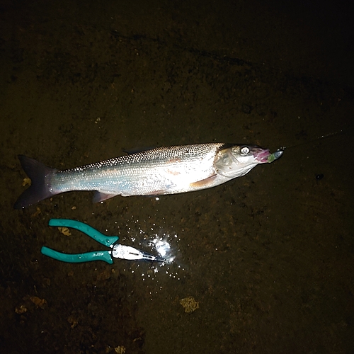 ウグイの釣果