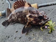 ムラソイの釣果