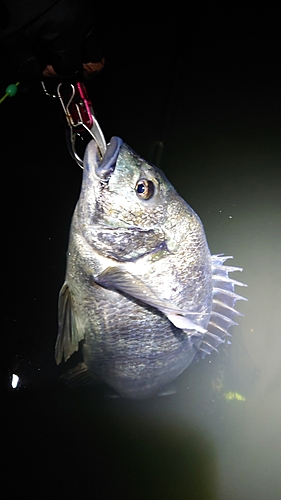 クロダイの釣果