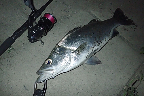 ヒラスズキの釣果