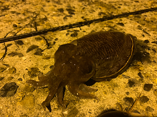 コウイカの釣果