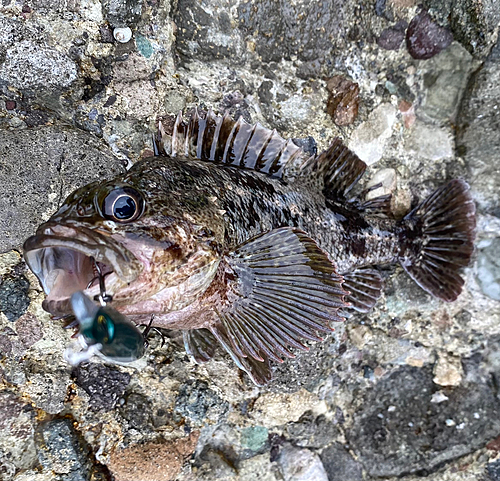 ムラソイの釣果