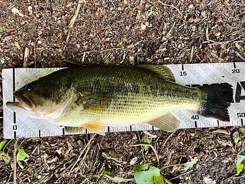 ブラックバスの釣果