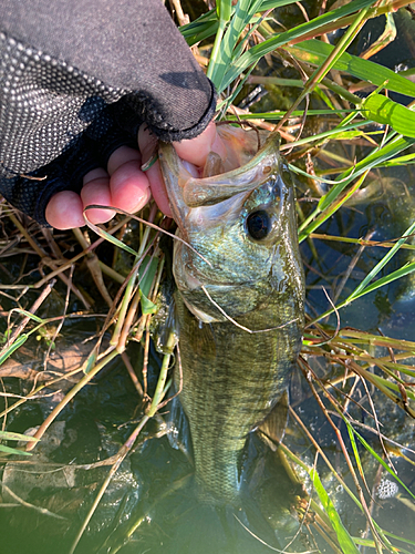 ラージマウスバスの釣果