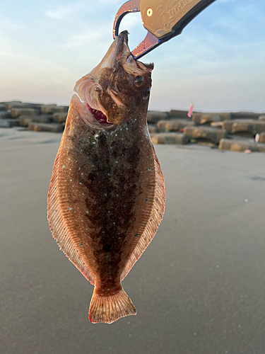 ヒラメの釣果