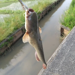 マナマズの釣果