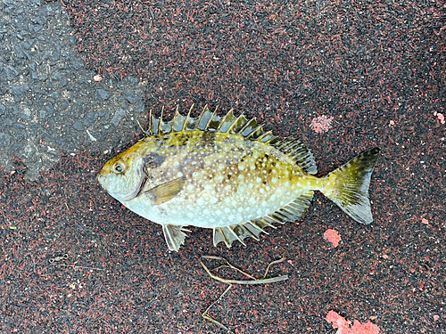 アイゴの釣果