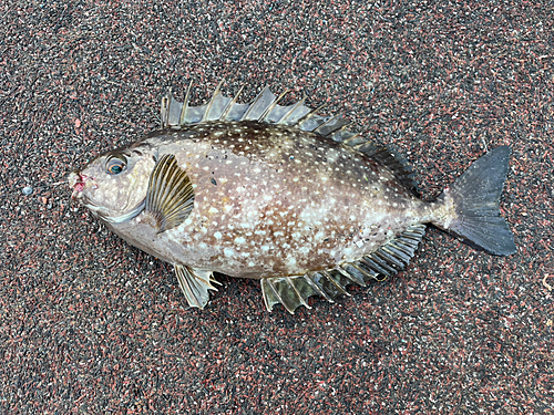 アイゴの釣果