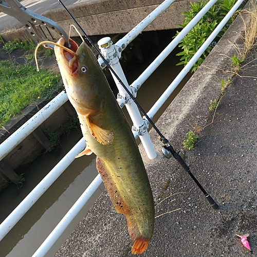 マナマズの釣果