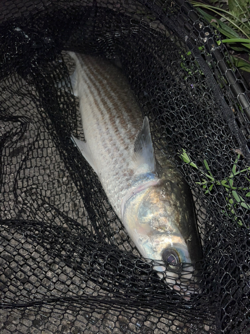 Megabass レヴァンテ JP F2-69LVS 4Pの最安値・インプレ・釣果