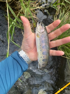 ヤマメの釣果