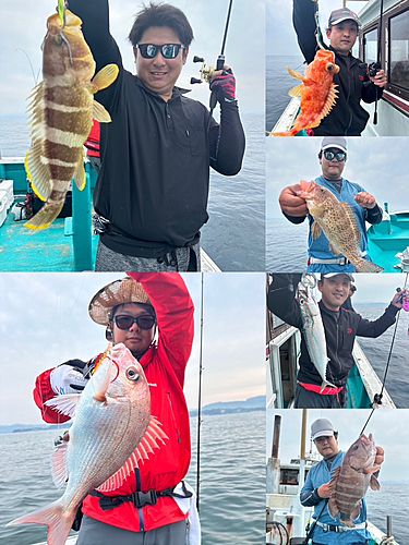 マダイの釣果