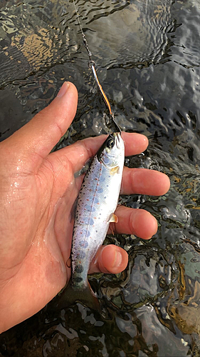 アマゴの釣果