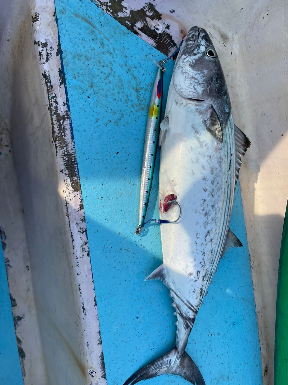 伸康さんの釣果 1枚目の画像