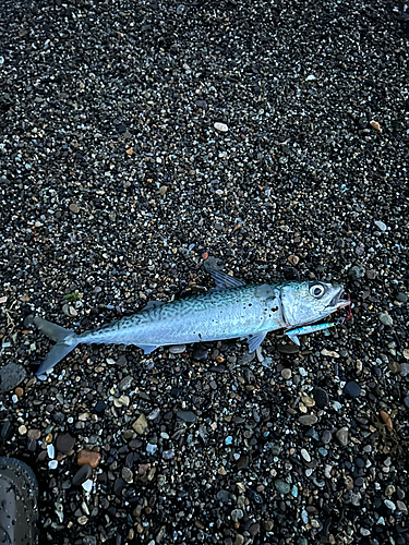 サバの釣果