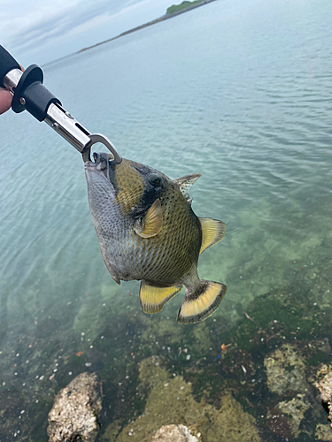 モンガラカワハギの釣果