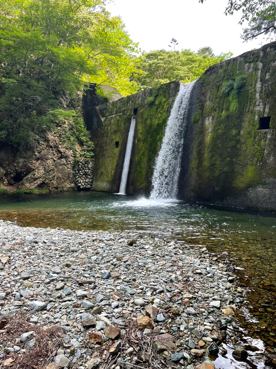 イワナ