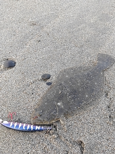 ソゲの釣果