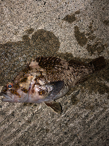 釣果