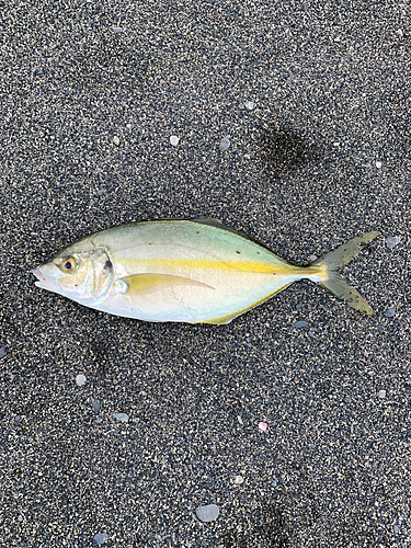 シマアジの釣果