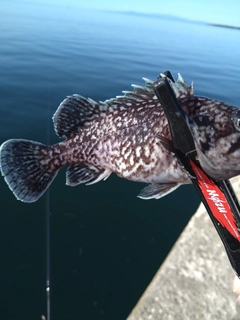 マゾイの釣果