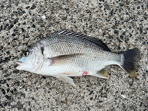 キビレの釣果