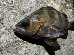 シロメバルの釣果