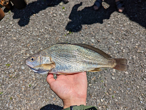 イシモチの釣果