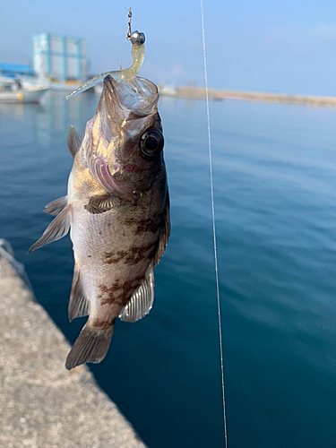 アオメバルの釣果