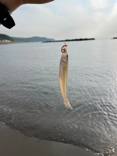 シロギスの釣果