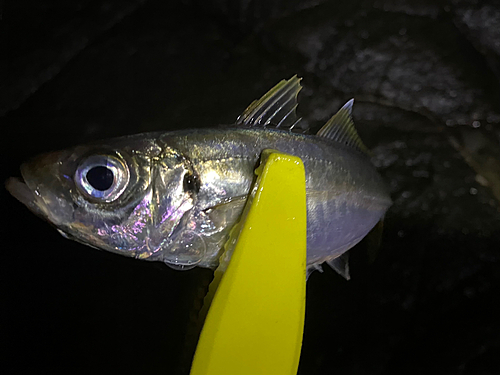 マアジの釣果