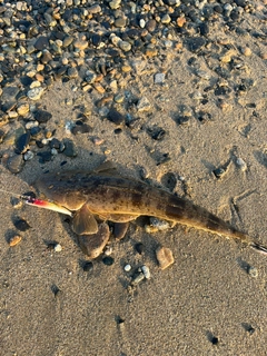 マゴチの釣果