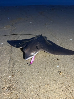 ナルトビエイの釣果