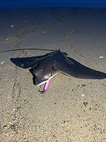 ナルトビエイの釣果