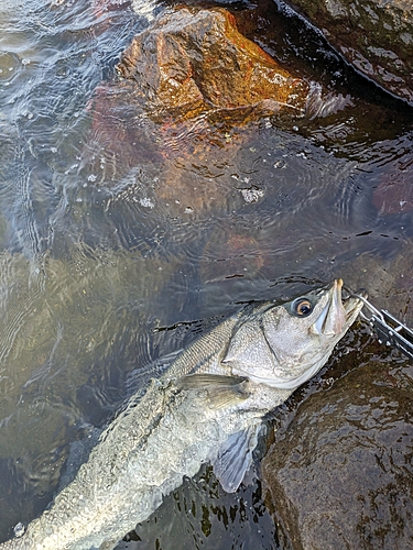 スズキの釣果