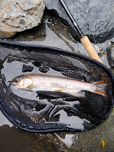 アマゴの釣果