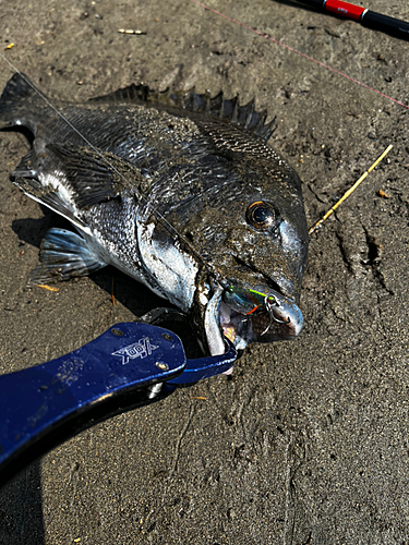 チヌの釣果