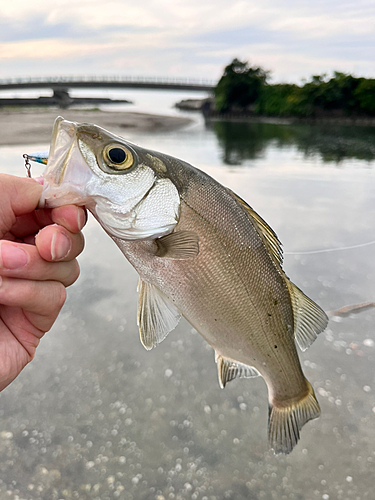 セイゴ（ヒラスズキ）の釣果