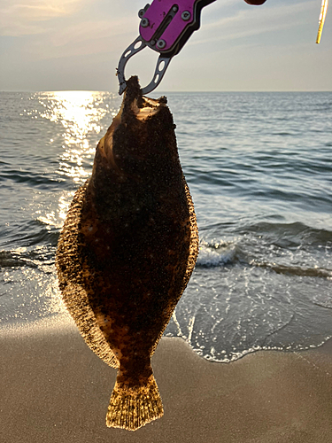 ソゲの釣果