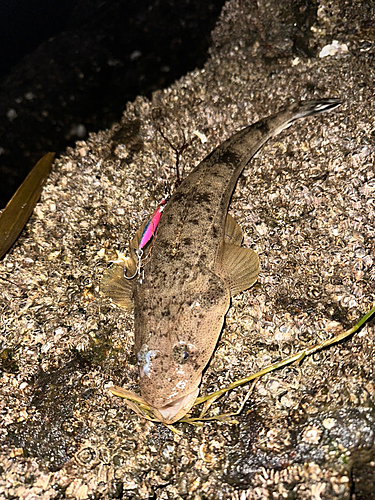 マゴチの釣果