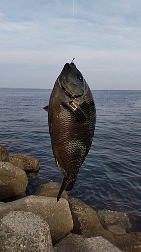 グレの釣果