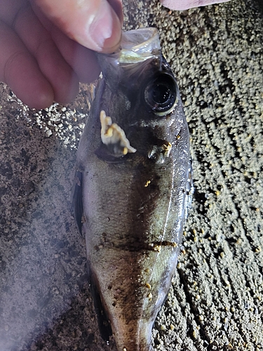 ウスメバルの釣果