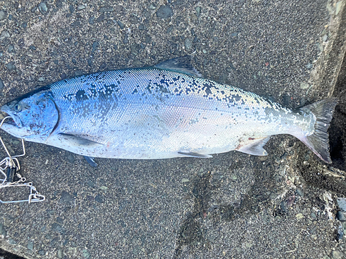 サクラマスの釣果